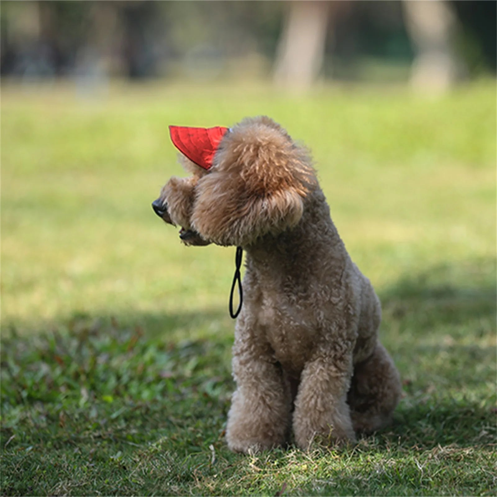 Adjustable Baseball Hat for Dogs: Ideal for Sunny Adventures