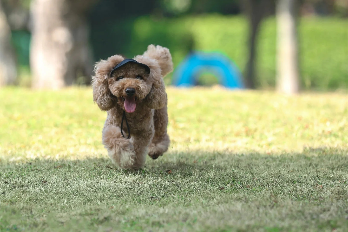 Adjustable Baseball Hat for Dogs: Ideal for Sunny Adventures